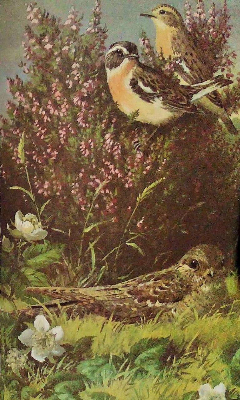 Sex antiqueanimals:Heath and Woodland Birds. pictures