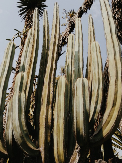 venus-garden:Jardín Botánico UNAM