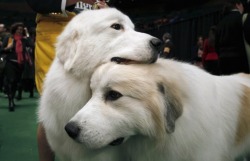 dog-sister:  tinybed:dog #1 is nervous for the big show, dog #2 comforts him  i love this story