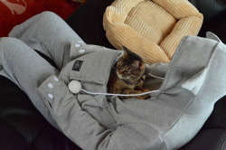 flamirdranco:  cosmiccauliflower:  sinbadism:  meowoofau:  mewgaroo hoodieWith the approach of winter, we find our cats wanting to sit on our laps more and more. Although flattered, sometimes, we are immbolised as a result. Occasionally, we even forgo