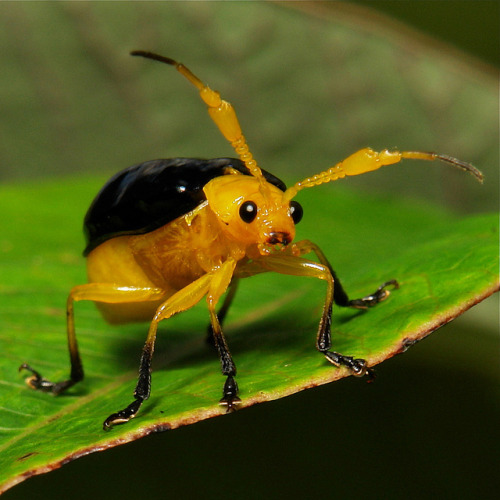 sinobug:Chrysomelid Leaf Beetle (Agetocera discedens, Galerucinae, Chrysomelidae)by Sinobug (itchydo