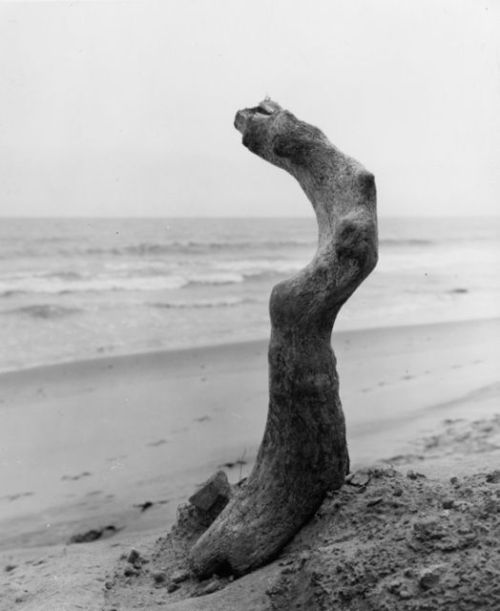 Aaron Siskind - Untitled (driftwood on beach), 1940s. Vintage silver print.