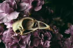 wolftea:i saw a bouquet of flowers at my folks place….. so i had to play around my my hen skull and camera &lt;3 Love the soft pink 