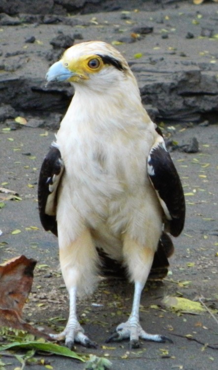 In my own honor of National Bird Day, I just wanted to share some birdy photos I took when I was abr