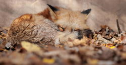 beautiful-wildlife:  Sleep tight by Kinga