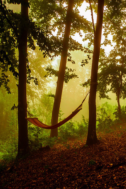 ponderation:  Morning in the forest by havdishyan 