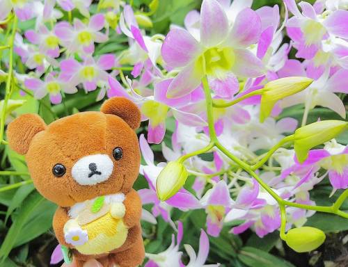 hisarilakkuma: . #kogumachan #koguma #flower #grass #flowers #green #park #緑 #pink #honeypot #公園 #可愛
