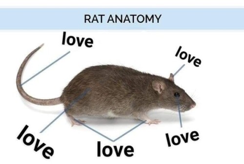 dumpsterfiremom: just a friendly reminder that love is stored in the rat