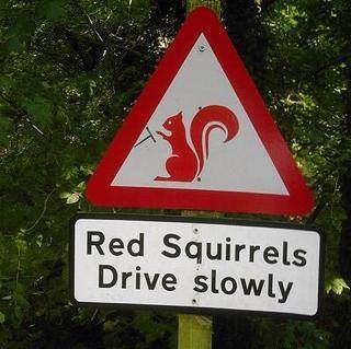 Grey squirrels are speed demons adult photos