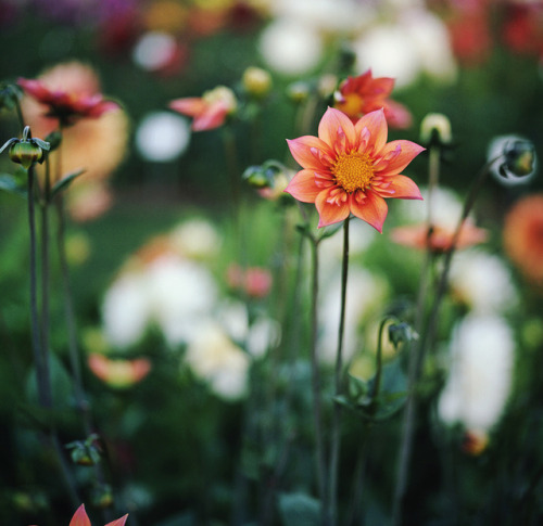 drxgonfly: Summer’s Blooms (by Danielle Nelson)