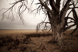 skylerbrownart: Droughtscape photo by Skyler