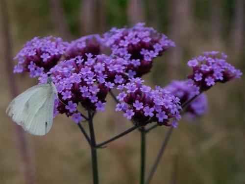 Cabbage White on Verbena.