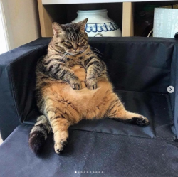 justcatposts:  I’m not fat, i’m cute 😝