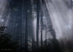 cuiledhwenofthegreenforest:  The Mystic Forest