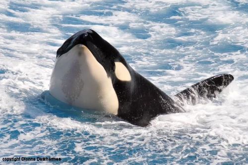 Gender: MalePod: N/APlace of Capture: Born at Marineland Antibes, FranceDate of Capture: Born Februa