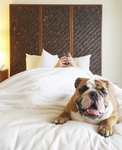 worldofbulldog:  keepin’ my human company