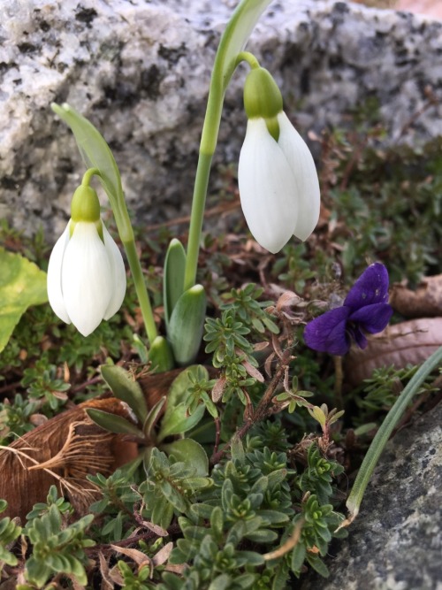 5-and-a-half-acres:Snowdrops and a violet.