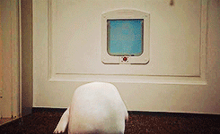 trenzallore:  Doctor Who dictionary  Adipose /ˈædɪpəʊs/: Race of vaguely humanoid
