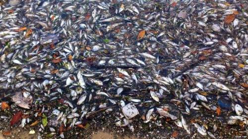 Plankton bloom causes mass fish deaths in SingaporeOn March 1st, thousands of fish and other sea cre