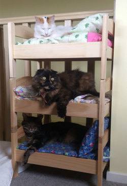 deliciafelicia:  foodffs:  Japanese Cat Owners Turn IKEA Doll Beds Into Adorable Cat Beds  Really nice recipes. Every hour.   Need this!  Are we just going to ignore the cat in the middle bunk who looks like he took the biggest hit of his life