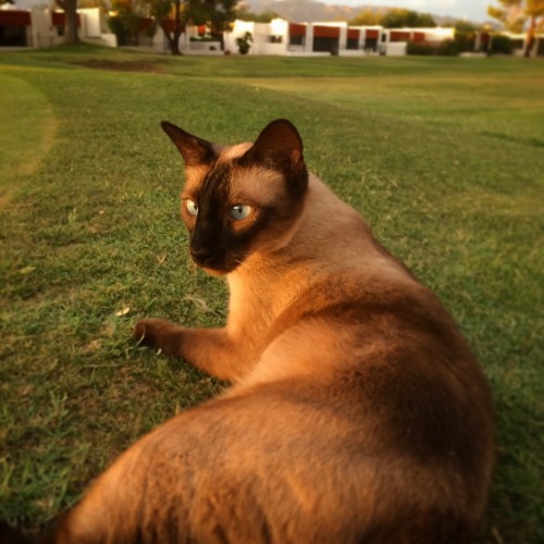 aurraandjango:Enjoying the orange sunset.