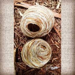 #Redwoods #Mendocino #Hwy101 #Forestfloor #Paperlike #Eggshellshaped #Gorgeouscolorscheme