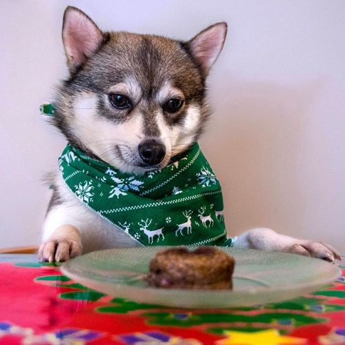 Mr. Steak&hellip;you belong in my belly!Source: thisisformydog.com