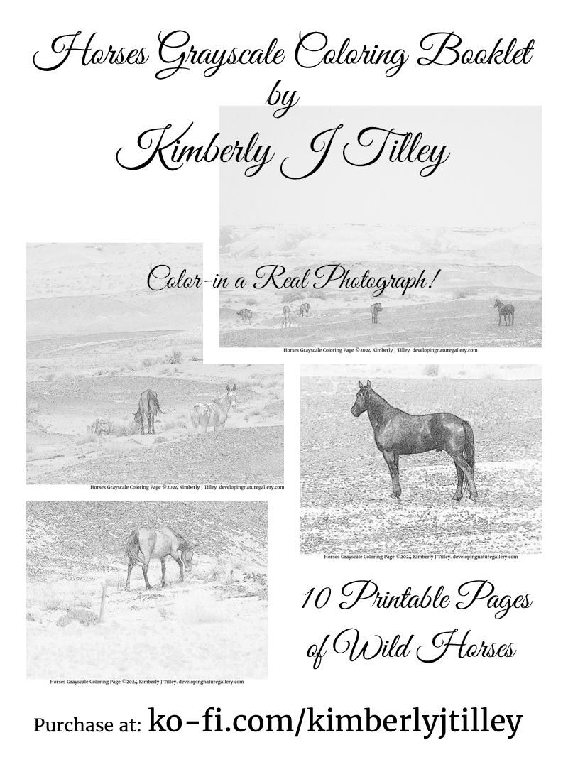 Horses Grayscale Coloring Booklet by Kimberly J Tilley. 10 printable coloring pages of wild horses that Kimberly has photographed in the southwestern desert and a dry mountainous area. $5 at ko-fi.com/kimberlyjtilley