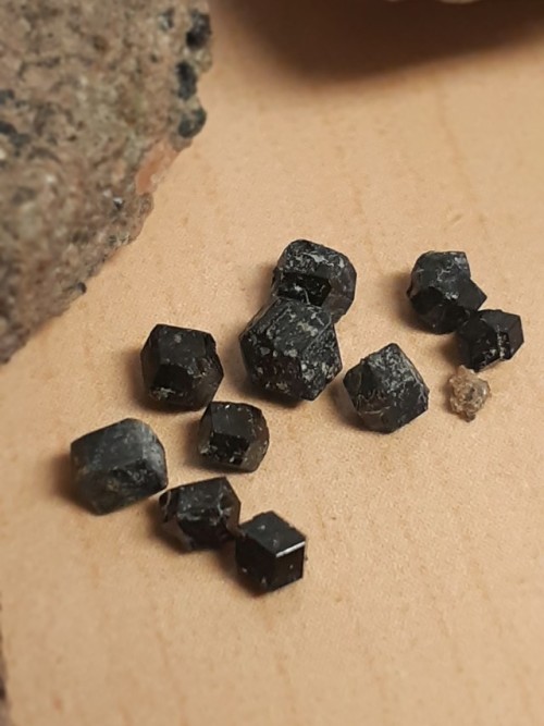 mineralsandsomerocks:Crowsnest Volcanics w/ Magmatic Melanite (Black Garnet)Crowsnest Pass, Alberta,