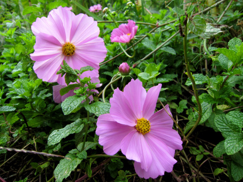 2013 Cosmos in the Spearmint