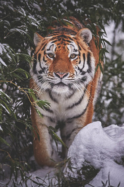 visualechoess:  A walk in the snow by: René