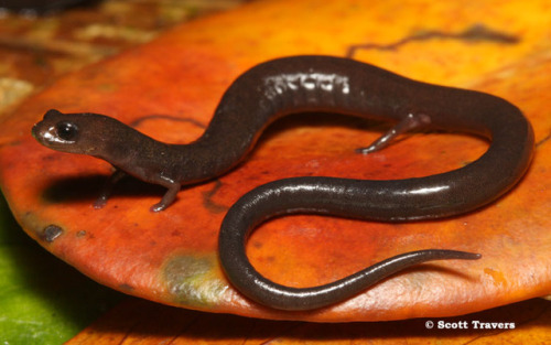 emerald-of-the-eight:Two specimens of Nicaragua worm salamander [Oedipina nica] kept in captivity in