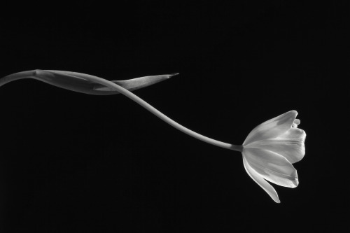 redzenradish-photography:Tulip