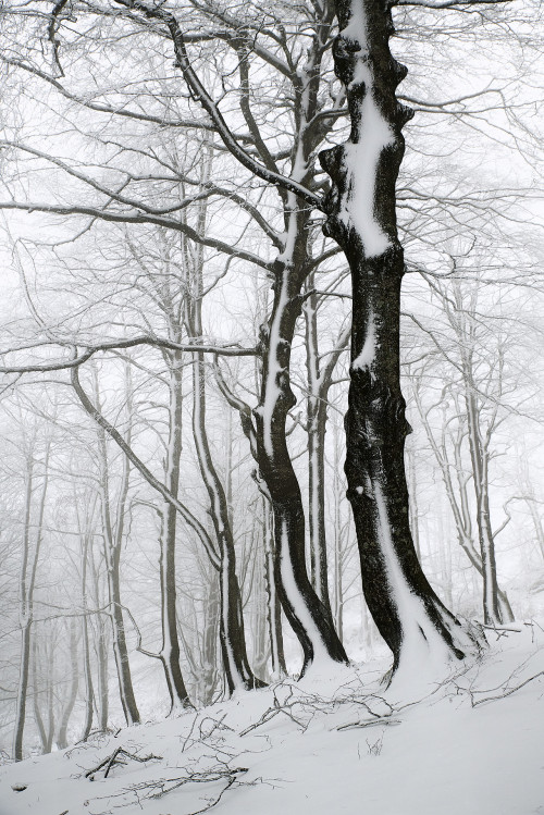 Elurra Opakuan / Snow in Opakua.Pic sources: 1, 2 &amp; 3