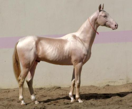 pangur-and-grim:all-the-horses:GissargGiaurs x GissaAkhal Teke, Stallion15.1hhBorn 2006this horse ha