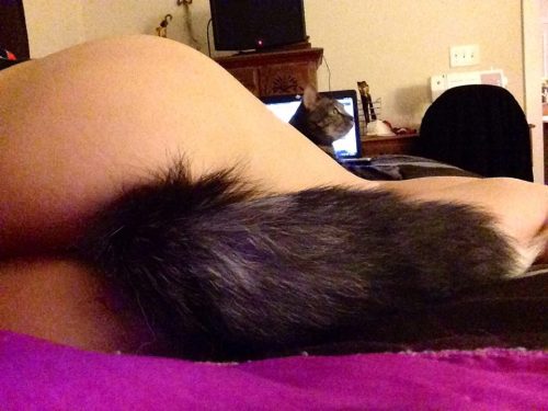 bumfinger:  cursive-pixels:  New tail. lol @ my cat in the middle one   Reblogging again because THAT ASS!!!
