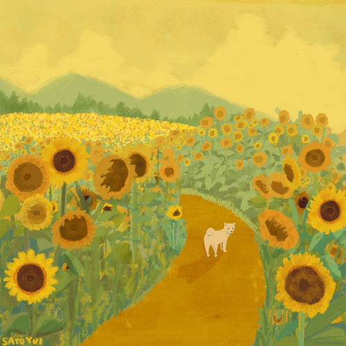 ひまわり畑sunflower field