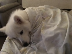cloudthesamoyed:  cosy pup