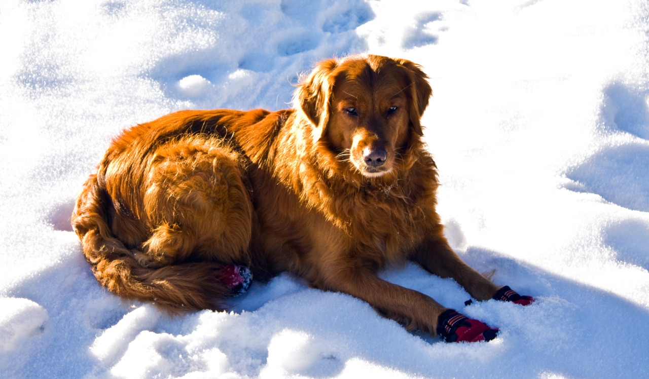 voozu:  i have such a perfect dog look at my pretty dog on all her doggy hiking trips