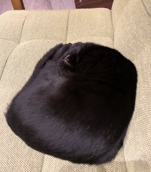 cuteanimals-only:  ⬛︎