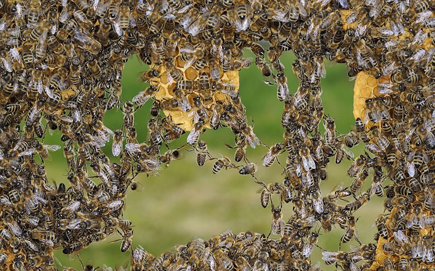 Insectile synergy (bees link their legs to form a chain of workers while building