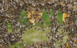 Insectile Synergy (Bees Link Their Legs To Form A Chain Of Workers While Building