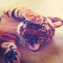 BabyTiger♥ en We Heart It. http://weheartit.com/entry/69153109/via/RockyBalboa