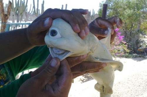 idontreallyhave:  ryukoisalesbian:  sixpenceee:  CYCLOPS SHARK  In mid-2011, fisherman Enrique Lucero León was on the waters near Cerralvo Island in the Gulf of California and hooked a pregnant dusky shark. Upon cutting open his catch, he discovered