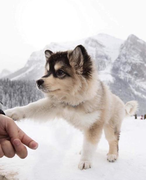 awwcutepets:“It’s okay hooman, the colds not too bad.”