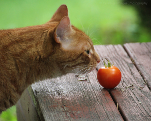 mischiefandmay:Curiosity, or The Season’s Last Tomato