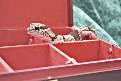 fyeah-fattails:There ended up being a bit of camera trouble so very few ended up being clear, oh wel