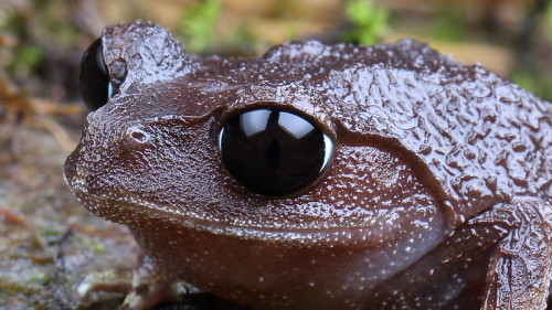 toadschooled:The montane large-eyed litter frog  [Leptobrachium montanum] is a species complex endem