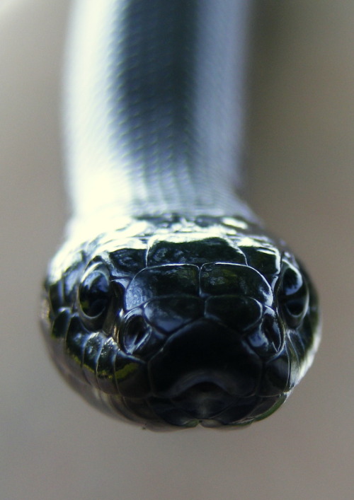 jaws-and-claws:Apprehension by =PaganFireSnake