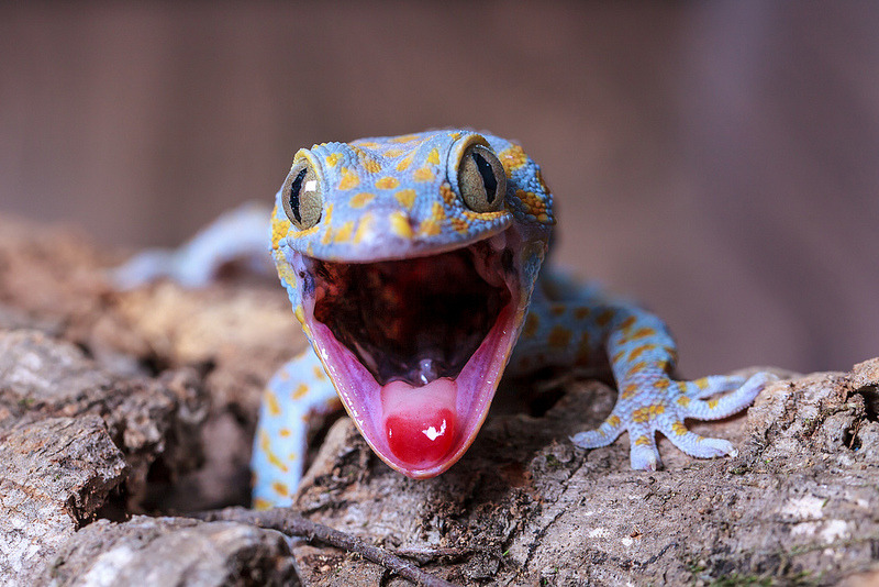 p-e-r-e-g-r-i-n-e:  Tokay Gecko